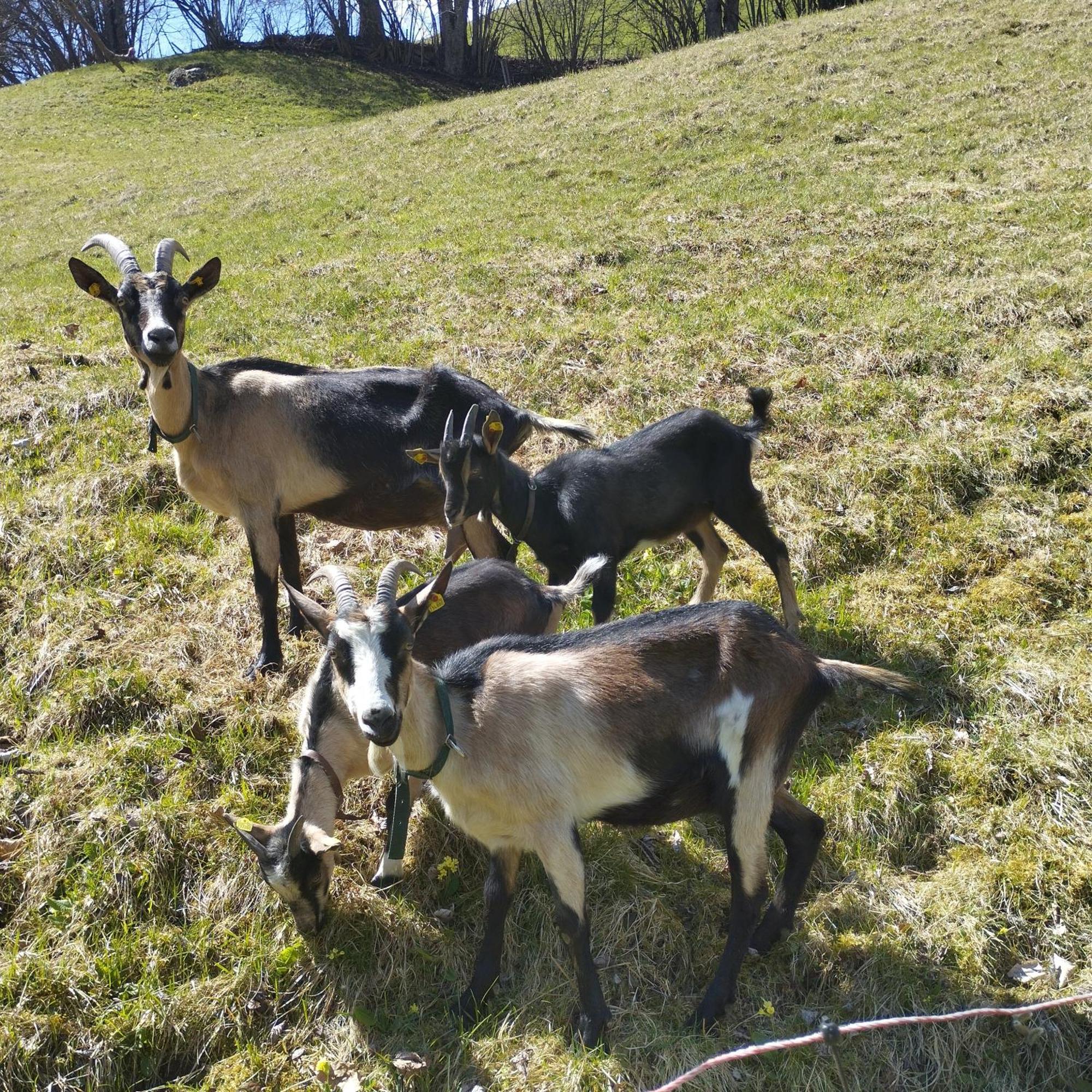 Ferienwohnung Ehrensberger Brixen im Thale Exteriör bild